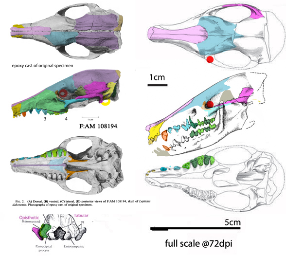 Leptictis skull