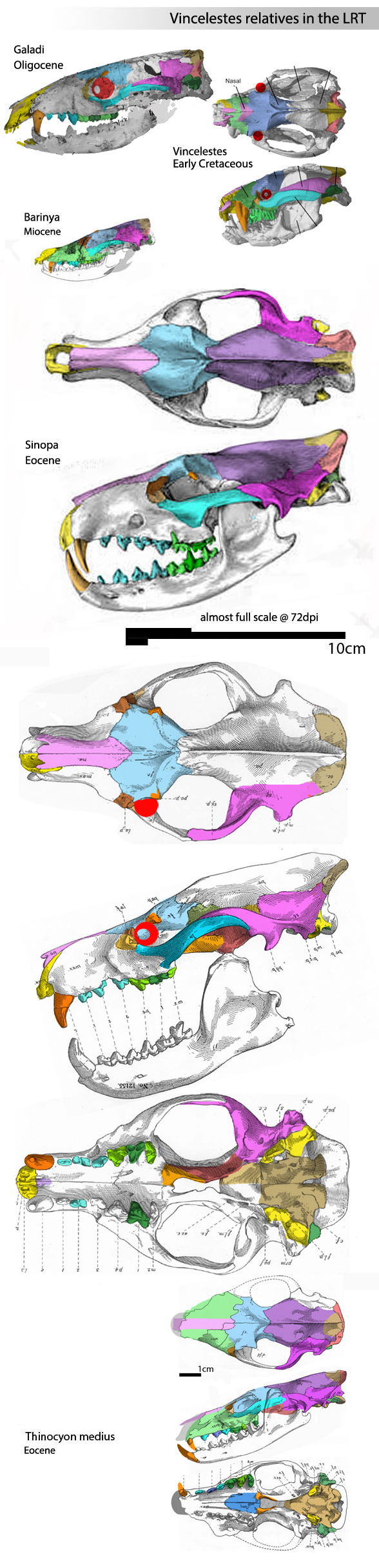 Limnocyon verus