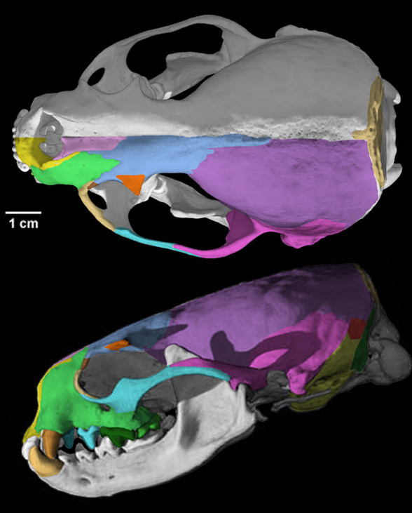 Lontra skull