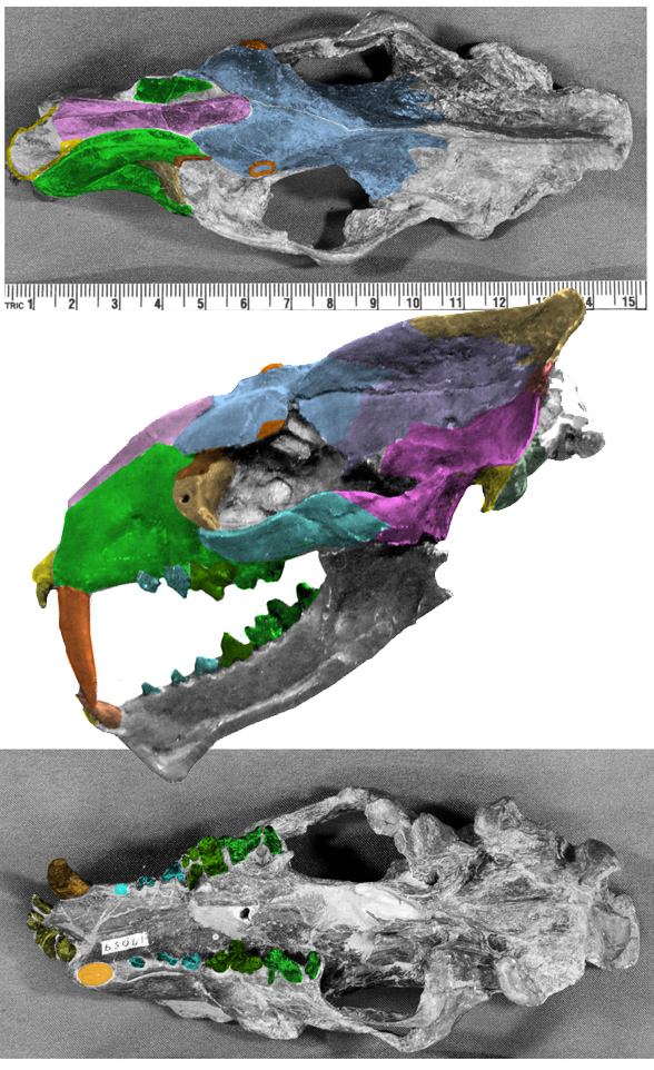 Machaeroides skull