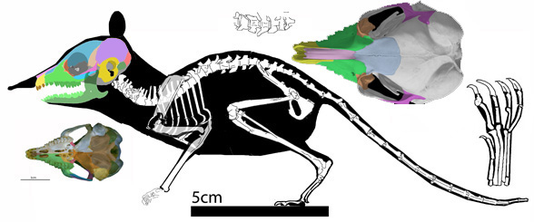 Macroscelides 588