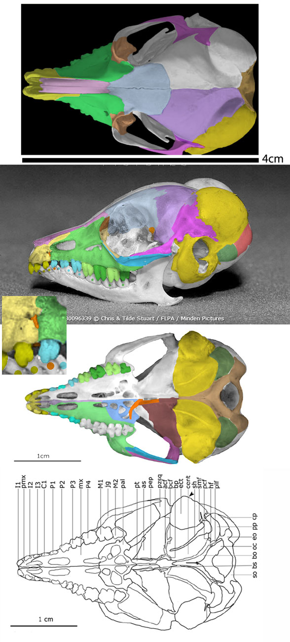 Macroscelides skull