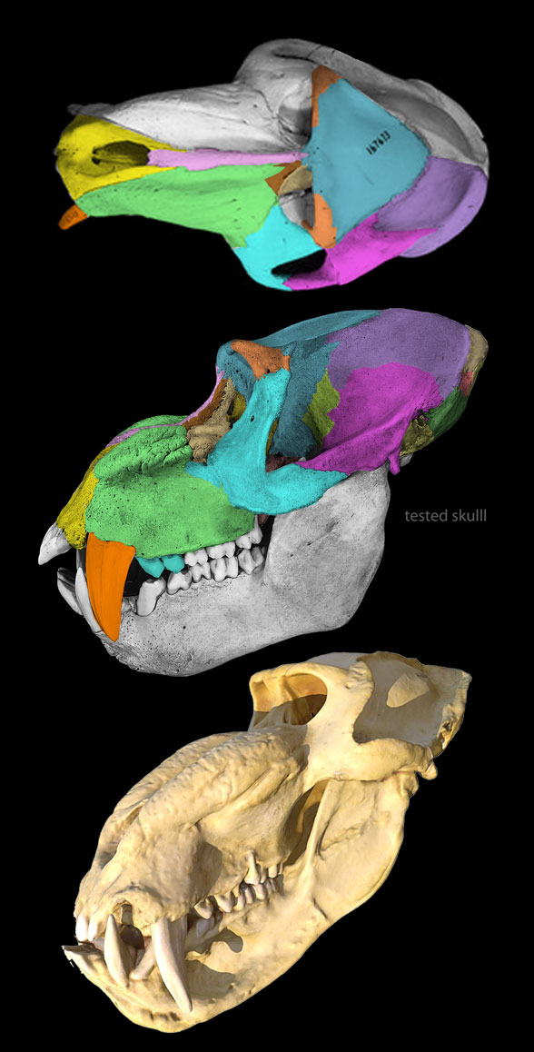 Mandrill skull