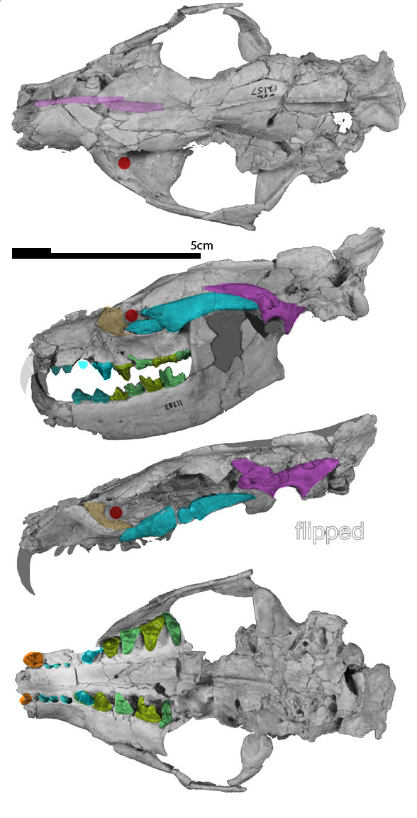 Masrasector nananubis