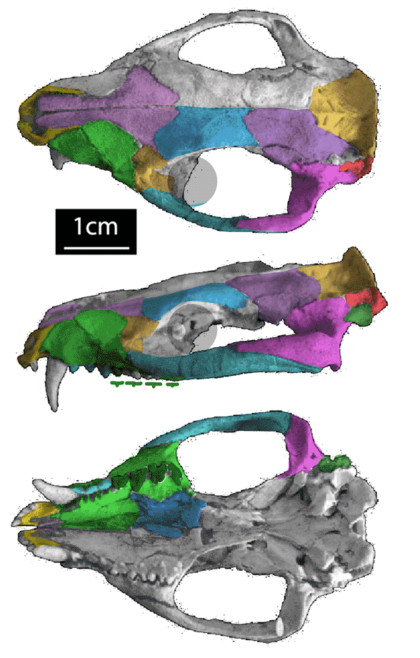 Mayulestes