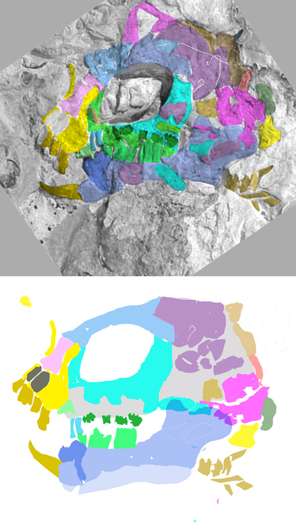 Megaconus skull in situ and reconstructed