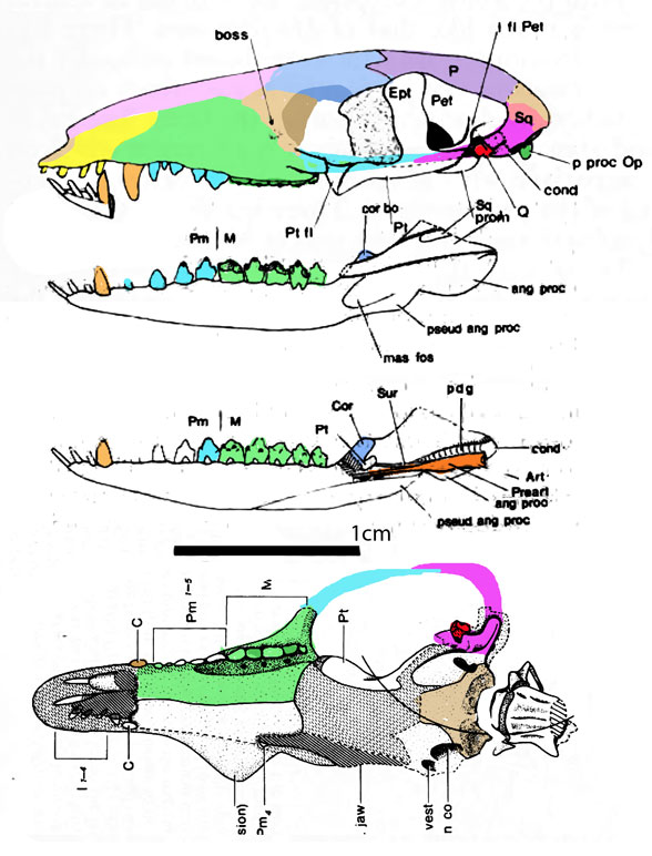 Megazostrodon skull