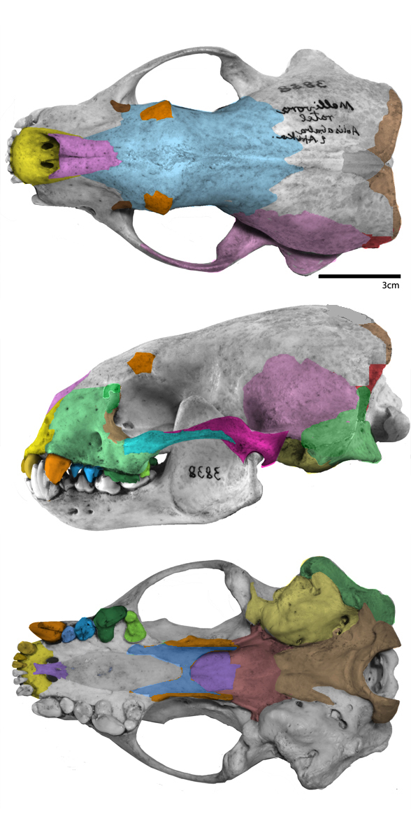 Mellivora skull