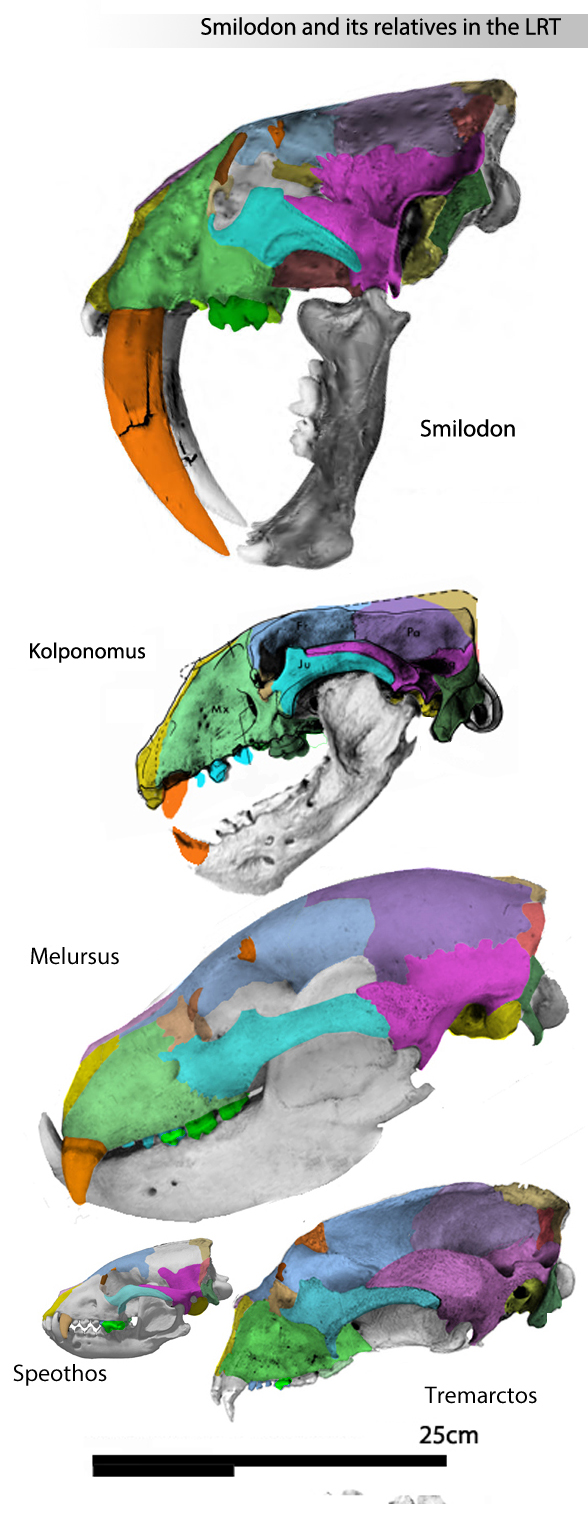 Melursus relatives