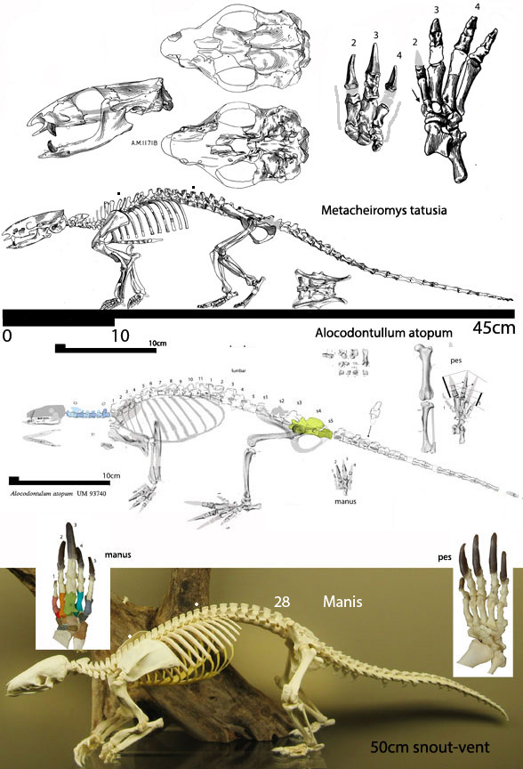 Metacheiromys