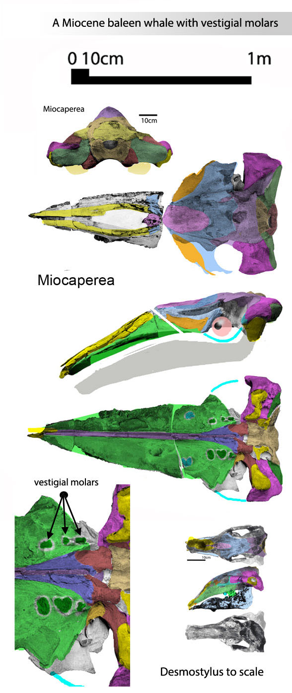 Miocaperea skull