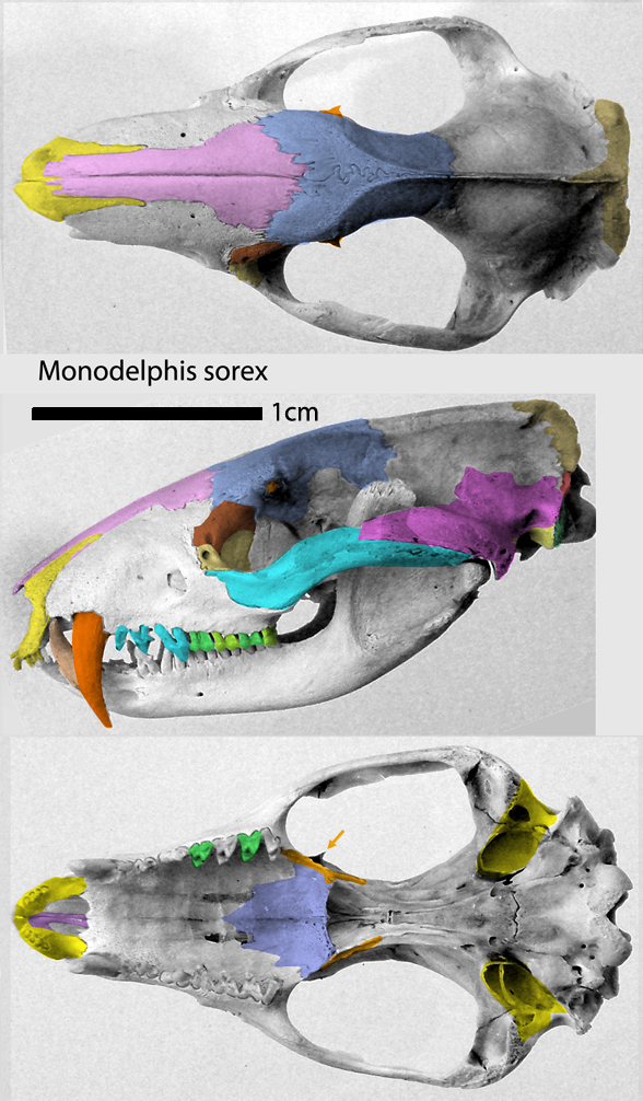 Monodelphis sorex skull