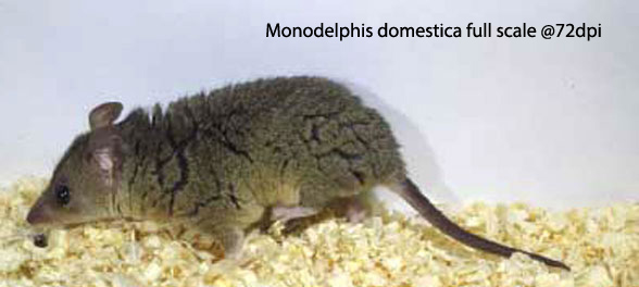 Monodelphis invivo