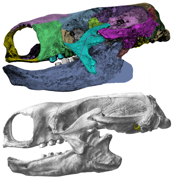 Mylodon, two skulls