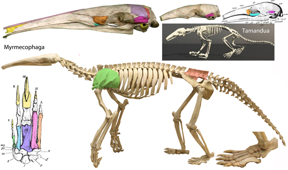 Myrmecophaga skeleton