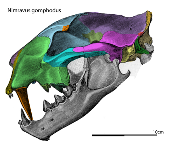 Nimravus skull