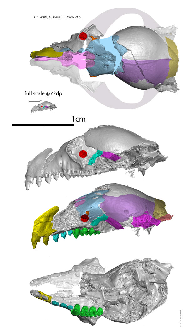 Niptomomys enlarged and full scale