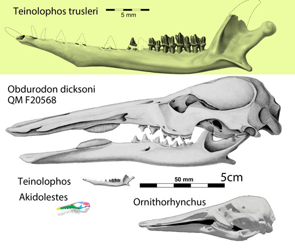 Obdurodon and kin