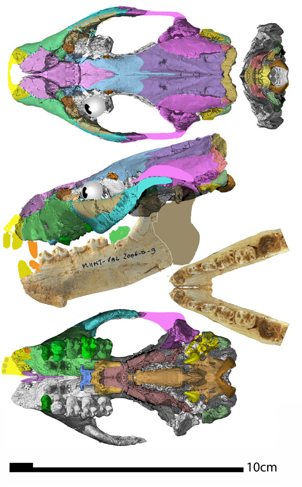 Ocepeia skull