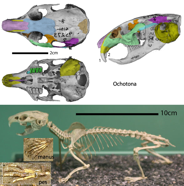 Ochotona skull 3 views