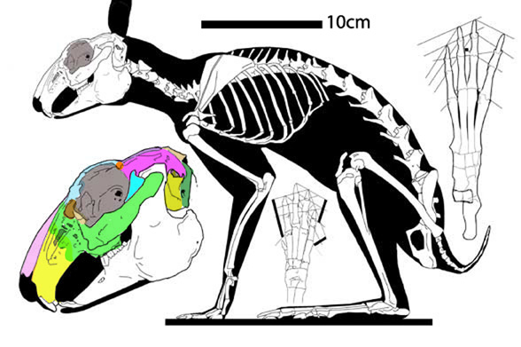 Oryctolagus