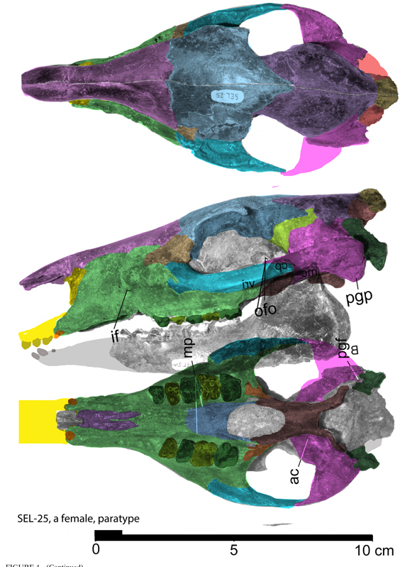 Pachynolophus