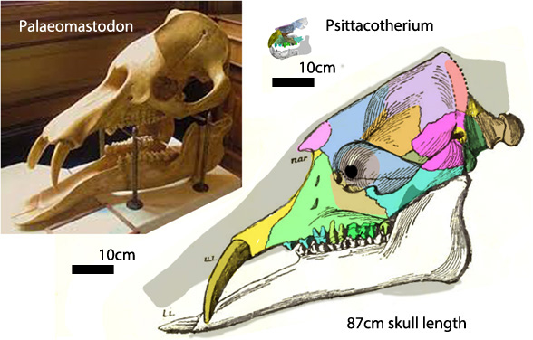 Palaeomastdon and Psittacotherium skulls to scale