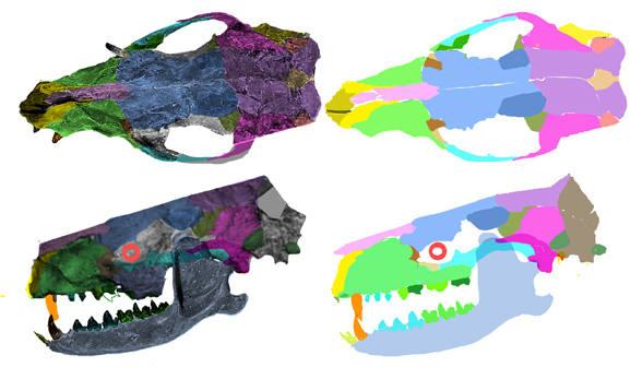 Palaeosinopa skull x4