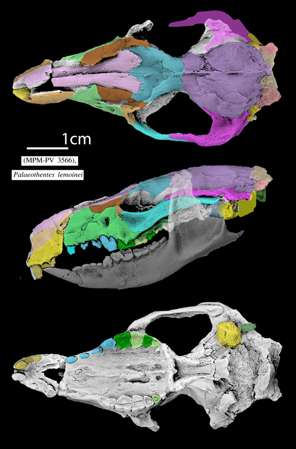 Palaeothentes