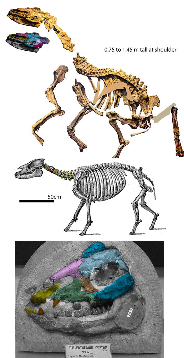 Palaeotherium