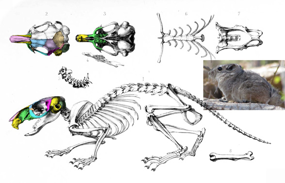 Pectinator skeleton