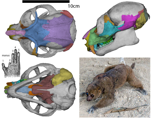 Pterodicticus skull