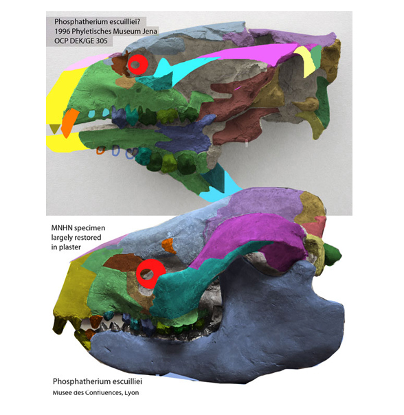 Phosphatherium and Ectocion ralstonensis