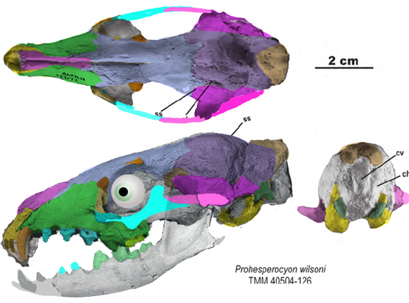 Prohesperocyon