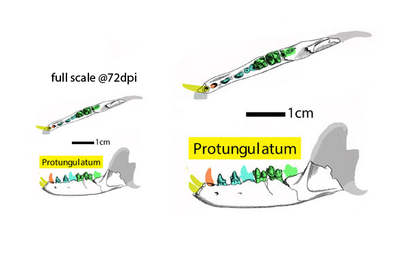 Protungulatum