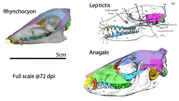 Rhynchocyon, Anagale and Leptictis skulls