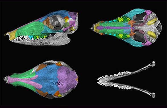 Rhynchocyon skull 3 views