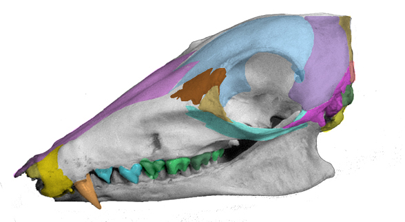 Rhynchocyon skull