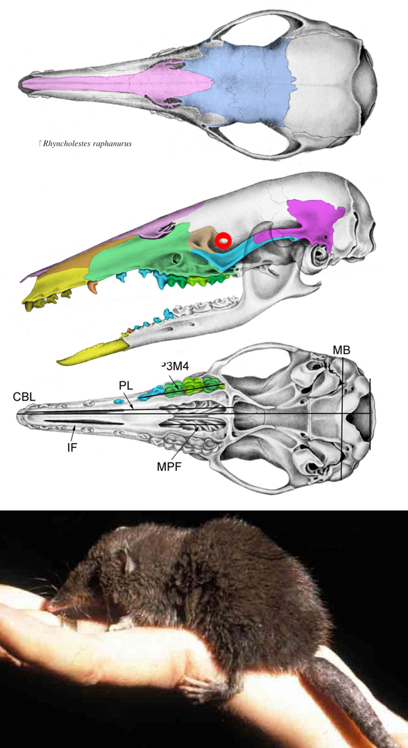 Rhyncholestes skull