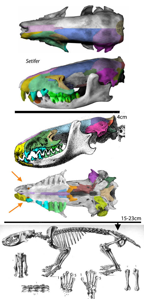 Setifer setosus skeleton