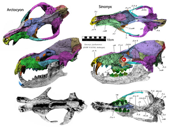 Sinonyx skull