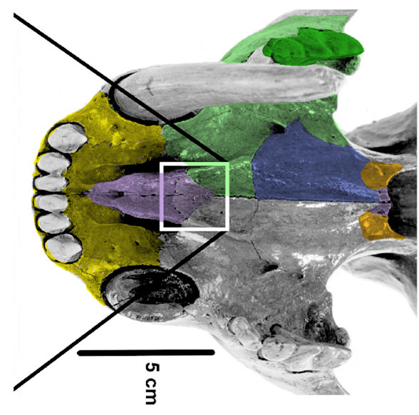 smilodon palate