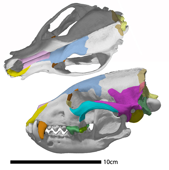 Speothos skull