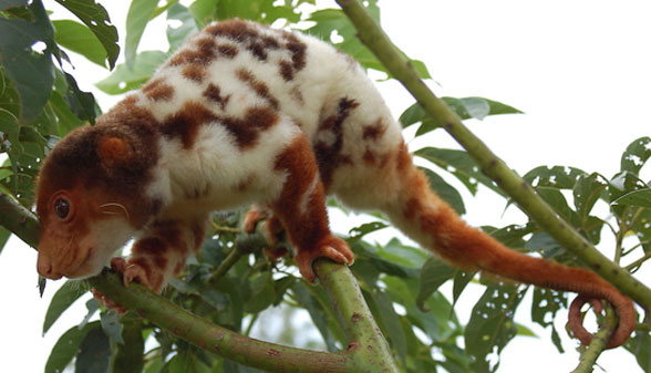 Spilcuscus kraemeri in vivo