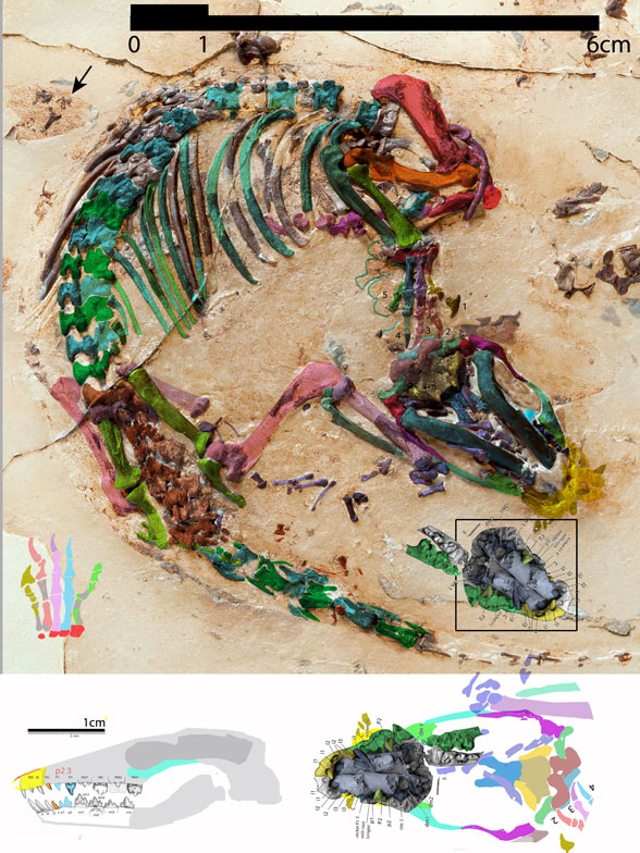 Spinolestes