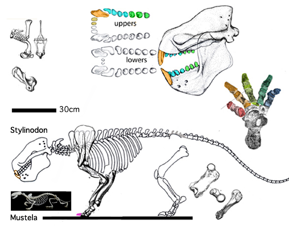 Stylinodon