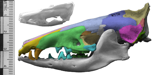 Tenrec skull