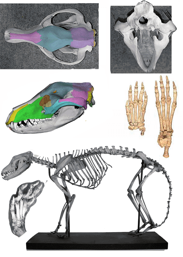 Thylacinus