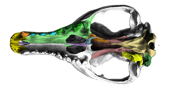 Thylacinus palate