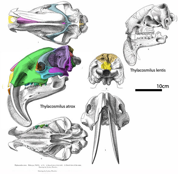 Thylacosmilus